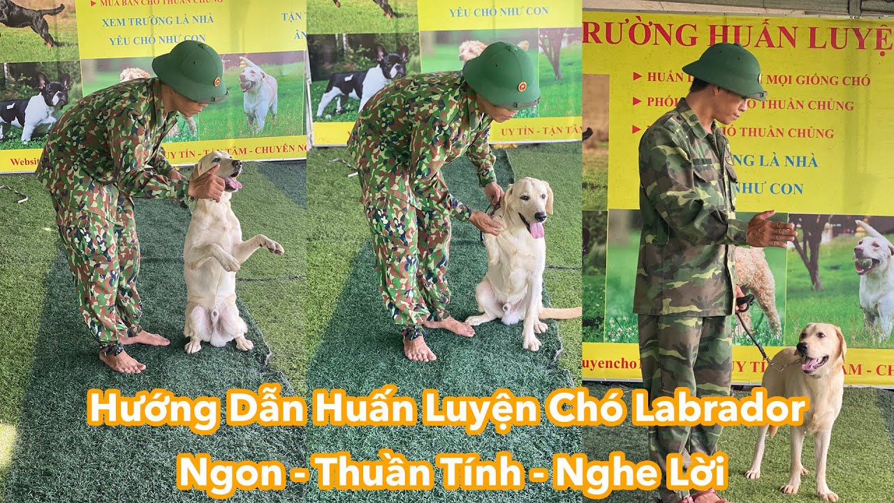 [Hướng Dẫn] Huấn Luyện Chó Labrador Ngoan - Thuần Tính - Huấn Luyện Mọi Loại Cún