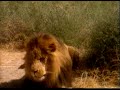 lions