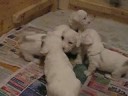 Sealyham terrier puppies - Kennel Diamond Road Sealyham terrier puppies - Kennel Diamond Road