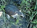 Snappy the Turtle Snappy the Turtle