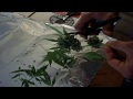Purple Kush Harvest