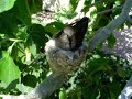 Humming bird nest April 3 2007 #2 (long)