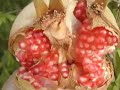 Pomegranates: Fruits and Flowers (with Turkmen music)