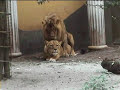 A Lion\