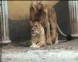 A Lion's Roar
