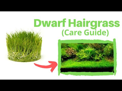 how to plant dwarf hairgrass