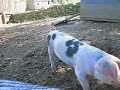 NAR 38: Pigs at Sturbridge Village