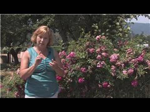 how to grow knockout roses from cuttings