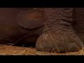 Cutest Baby Elephant