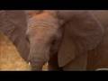 Cutest Baby Elephant