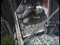 Derby Peregrine Falcon 8 - Rat on the Menu! Derby Peregrine Falcon 8 - Rat on the Menu!