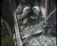 Derby Peregrine Falcon 8 - Rat on the Menu!