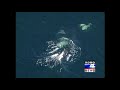 Killer Whales Frolicking around the Sound