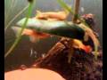 videos de 26112008