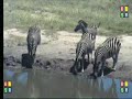 Zebra Fight at the Waterhole!