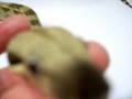 male boa postshed