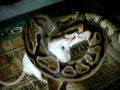 videos de Jolt the ball python eats