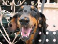 Remembering Duchess