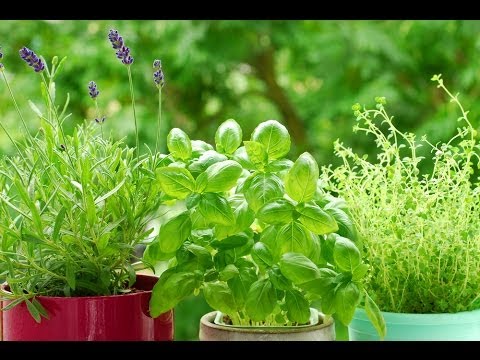 how to grow herbs