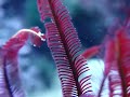 Crinoid feeding