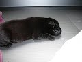 Baby & Diego's Puppies 2008.wmv