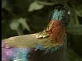 Male birds show off their beauty to attract females - David Attenborough  - BBC wildlife