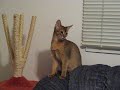 Jinx hunting a thumb-tack (thinks it\