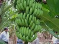 Bananas for Export
