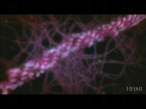 Blame it on the DNA - YouTube