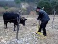 al toro por los cuernos