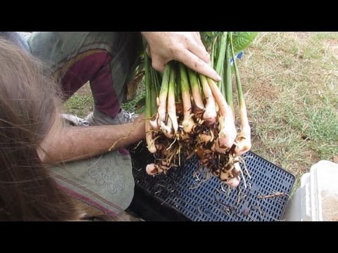 how to harvest galangal root