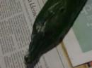 Gurke Cetriolo Cucumber + mould fungus
