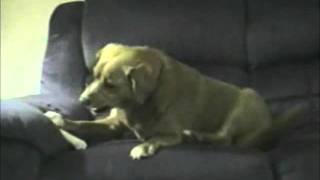 Lustige Tiere