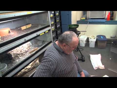 YouTube reptile video