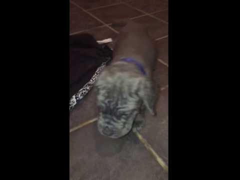 Blue coming to see his mamaw