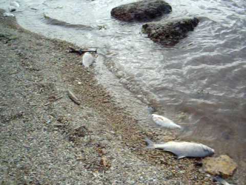 how to train riverbeast