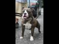 videos de TITAN KENNELS THE BLOOD LINE!