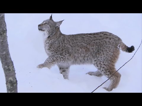 LYNX - The Deadly 60 team head for the Polar Zoo where they are studying Lynx. Steve Backshall watches them climb and admits to being a little nervous as one climbs...