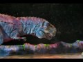 T-Rex is back! T-Rex is back!