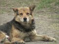 ОБЖ - Бродячие собаки.wmv