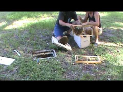 how to provide water for bees