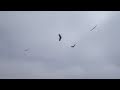 RC Cliff Soaring Combat Wings