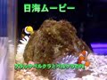 ブラックペルクーラ産卵