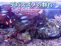 ブラックペルクーラ産卵
