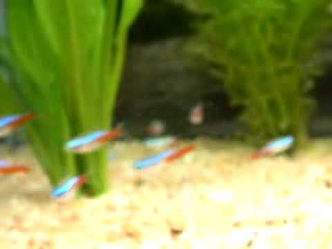 Corydoras & Characin