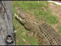 Mikey P. feeding a giant Crocodile
