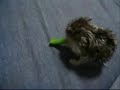 my vegetable my vegetable