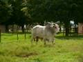 videos de Fasto