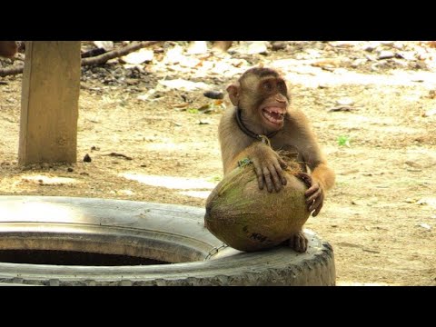 Malaysia: Affen lernen Kokosnusspflücken