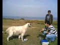 k�pekle oyun